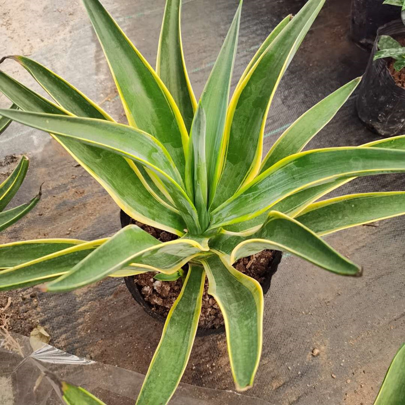 金边金边龙蛇兰黄金兰龙舌兰大苗多年生开花多肉植物 水培虎皮兰3棵