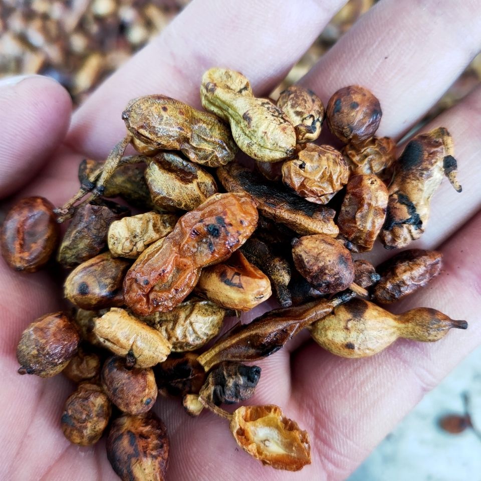 炒槐角中药材槐角茶槐角豆槐连豆 槐豆茶 黑槐豆槐实 100克【图片