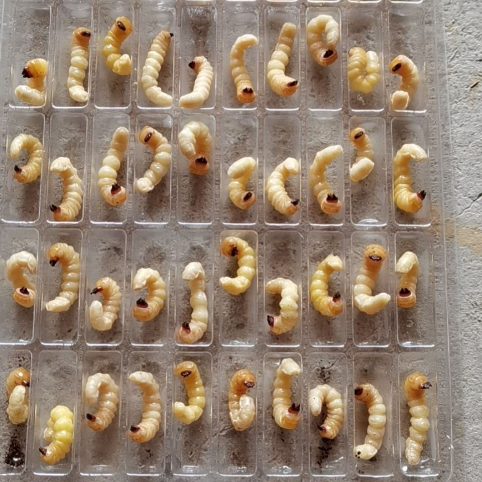 野生松树柴虫大中小号大头柴虫画眉鸟活体食木虫幼虫提性上膘中号50条