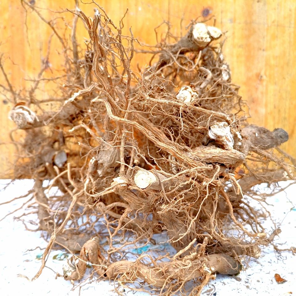 臭牡丹中药原材料贵州矮桐子臭牡丹根茎叶花2021新品干货干净无杂