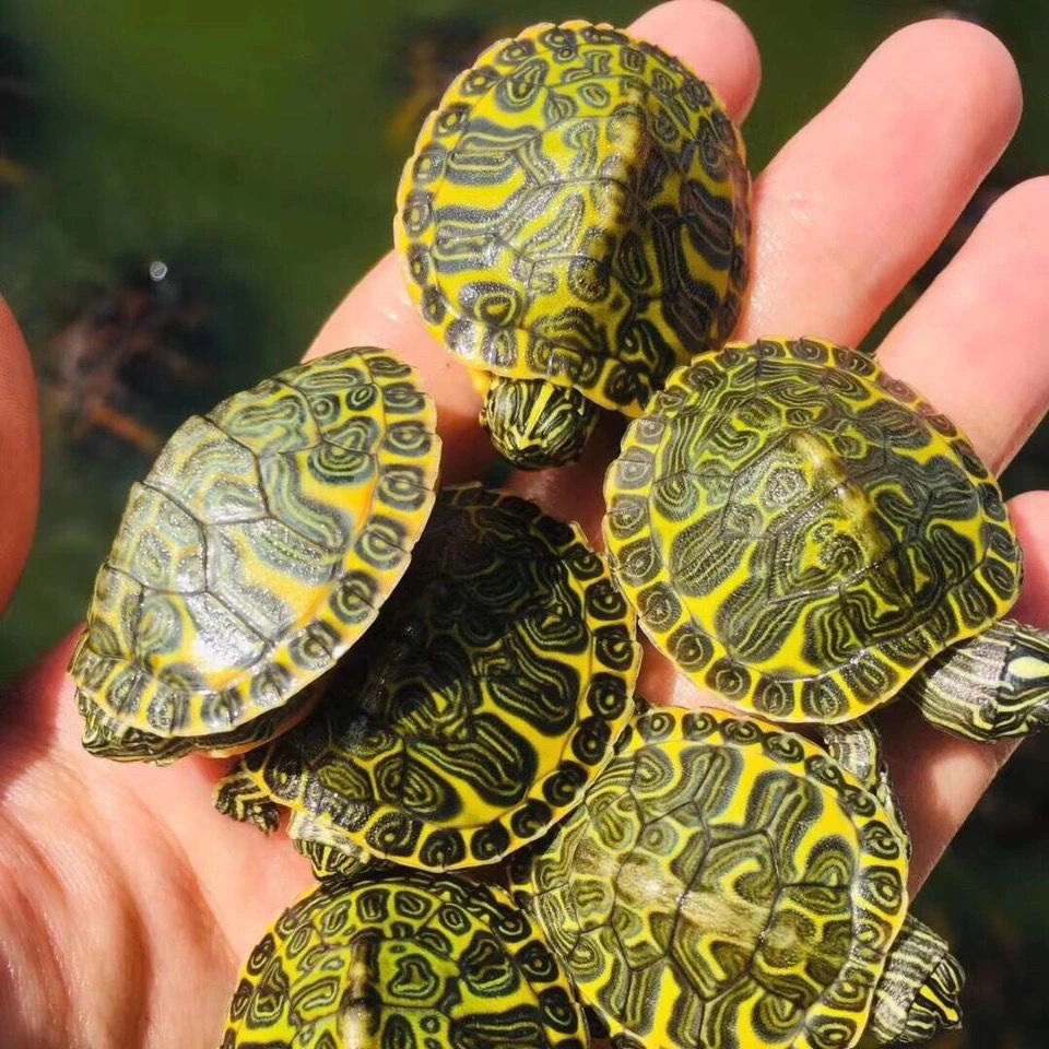 超红火焰龟苗头苗血红火焰小乌龟红腹宽纹火焰龟苗观赏龟 错甲随机发3