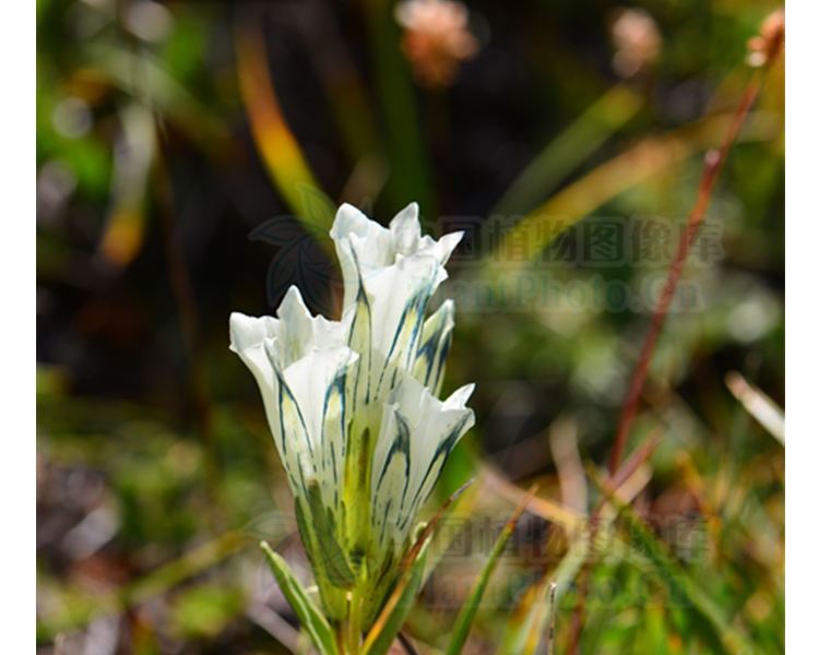 500克 藏药 高山龙胆(白花龙胆,无茎龙胆,麻龙胆)岷县龙胆仕【图片
