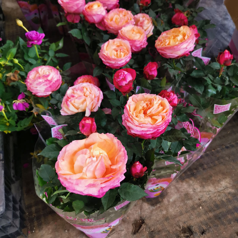 麦桑荷玫瑰花苗美人玫瑰钻石月季新品种大花苞花卉带花苞阳台窗台欧月