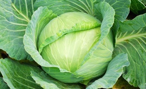 鲜嫩圆白菜永旺绿甘蓝卷心菜圆洋白菜新鲜蔬菜口感脆嫩现砍现优质甘蓝