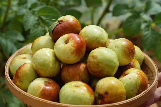 新疆和田蟠枣新鲜脆甜水果特一级超大果王皮薄 2斤 蟠枣【图片 价格