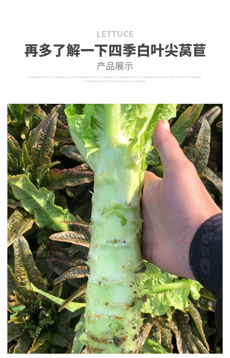 秋季冬季菜籽菜种耐热耐寒莴苣四季蔬菜孑改良挂丝红莴笋种子8克原装