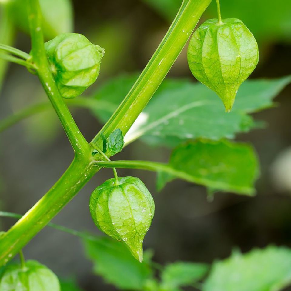 灯笼草图片 药用价值图片