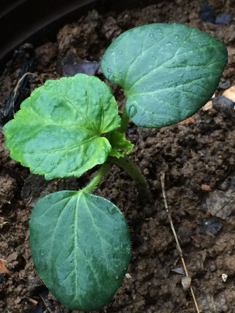 种籽苗高产水果四季盆栽红蔬菜种苗孑农家幼苗蔬莱秧 水果秋葵种子 5g