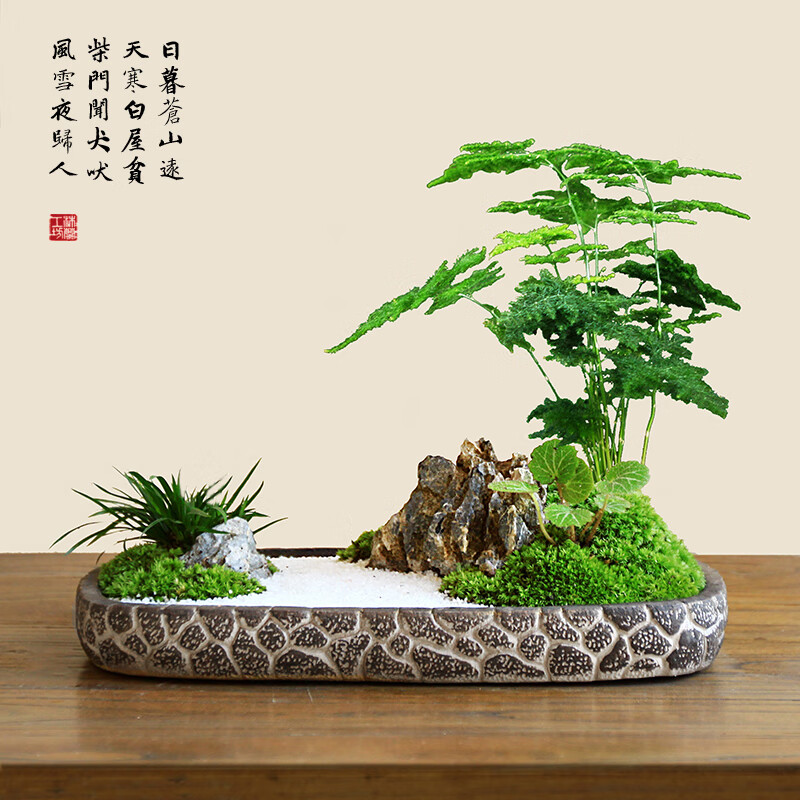 孤城文竹盆景菖蒲苔藓枯山水中式禅意茶桌办公桌面盆栽 孤城(文竹盆景