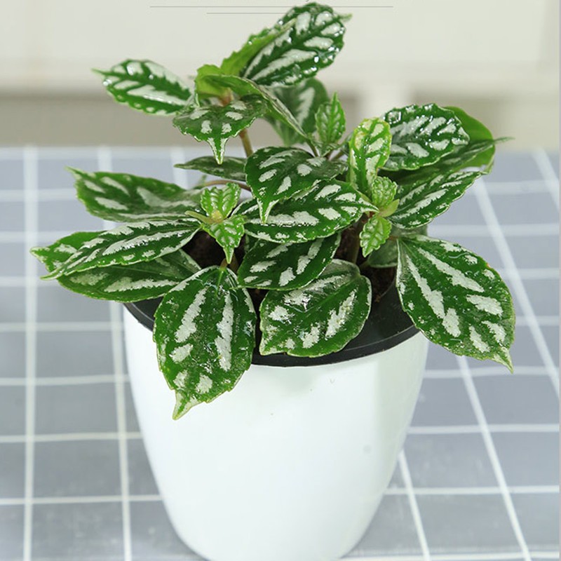 冷水花盆栽冰水花盆栽办公室客厅室内喜阴厨房净化空气冷水花育苗盆两