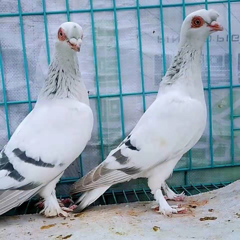 甘肃高飞鸽子瓦青介绍图片