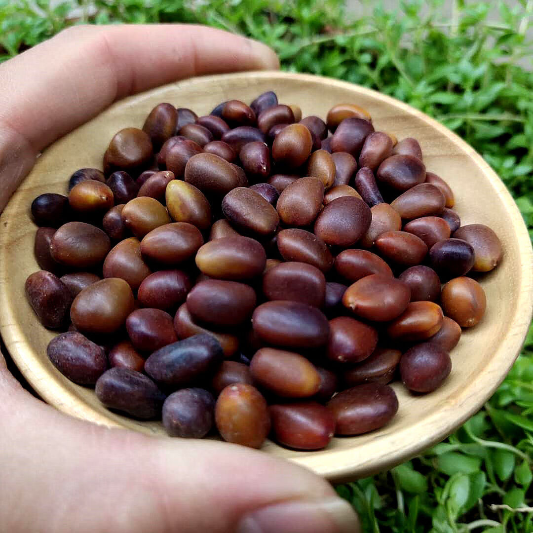 伟博皂角籽 中材皂角子 100 皂角种子 皂荚子 新货 无虫眼 正/品/皂角