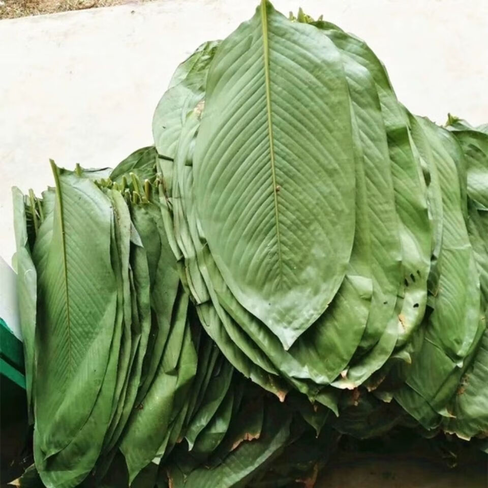 海南新鲜采摘的大号粽叶包粽子叶现摘现发新鲜现摘大中叶20片