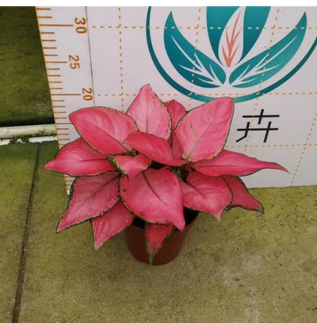 [优选]红如意皇后红叶万年青创意盆栽花卉植物稀有品种绿植室内 吉利