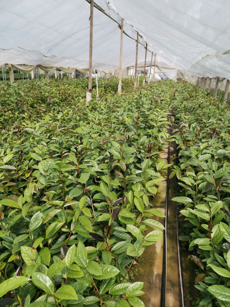 名贵金花茶树苗盆栽防城金花茶四季花卉植物庭院室外室内金茶花苗花苗