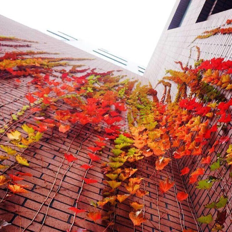 爬山虎树苗爬藤植物攀援花卉爬墙盆栽藤蔓藤本庭院围墙五叶地锦爬墙虎