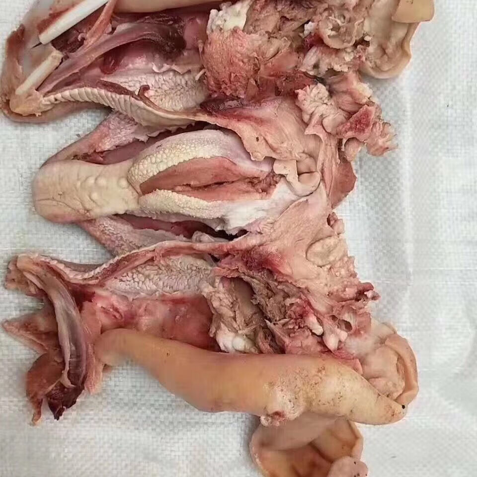 批发清真羊头肉去骨全熟半成品白羊头毛重20斤饭店酒店卤菜肉 批发价7