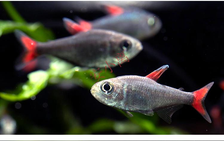 【安小离】灰太狼灯鱼黑丝绒红扯旗红太狼南美高端小型灯科鱼热带观赏