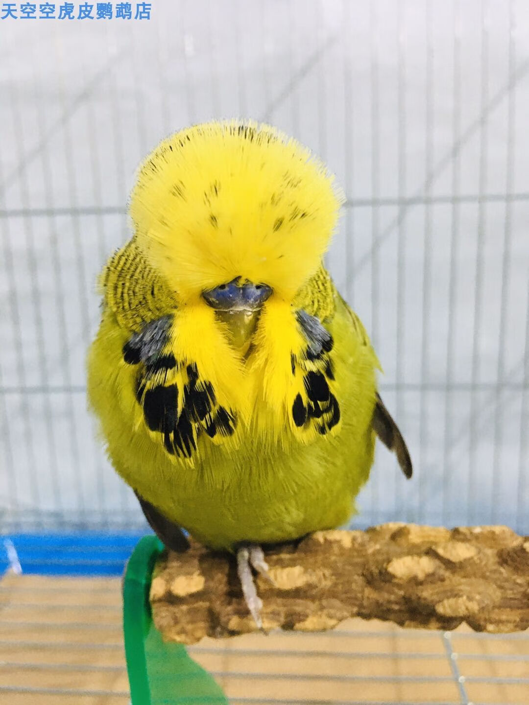 ajaj活体欧血虎皮大头大体型蘑菇头鹦鹉可繁殖可教说话雏鸟上手观赏鸟