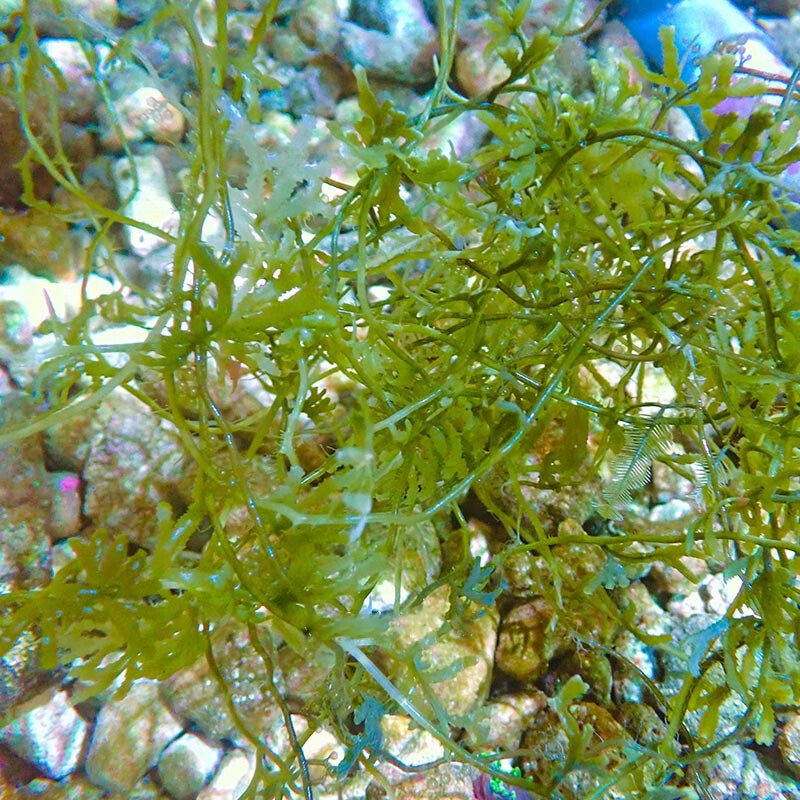 海藻活体活物绿圆鹿角藻低营养盐海水观赏物运输包活-岚黛 绿圆鹿角藻