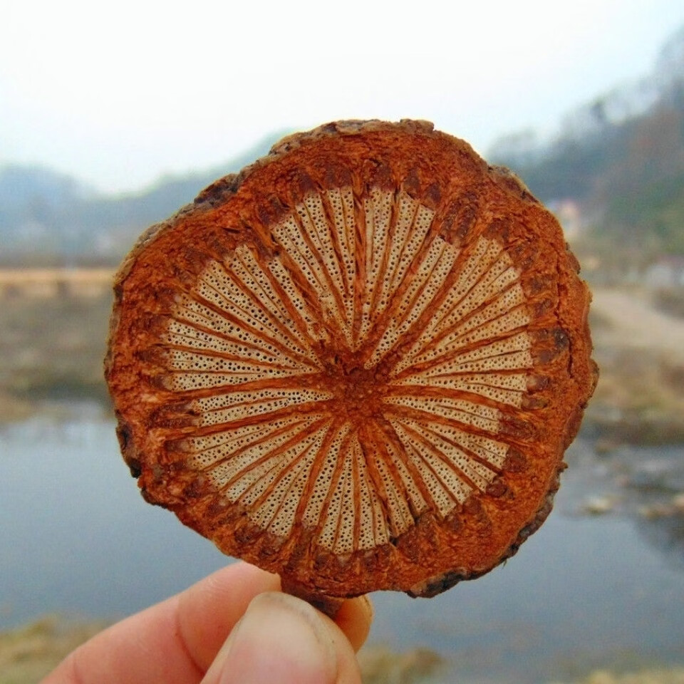 同仁堂红藤 中草药500克红藤片大血藤 野生脑血通片中药材大铺【图片