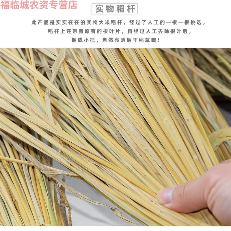 干稻草禾杆草谷草水稻杆子兔子窝稻草杆稻草绳扎肉鸽子捆扎肉绑粽 去