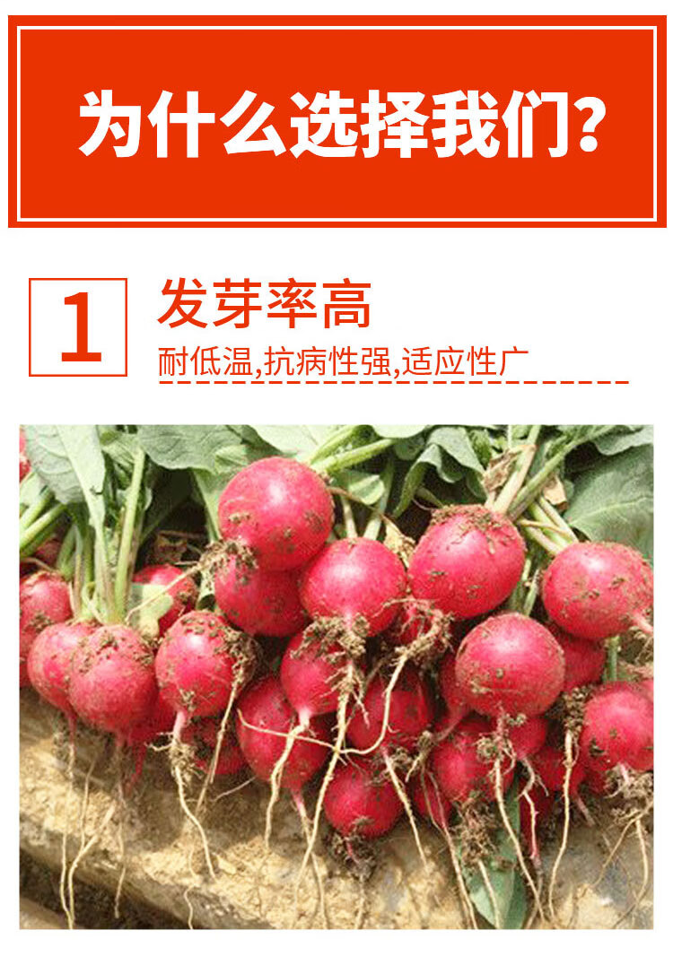 樱桃萝卜种子生吃水果萝卜四季可种早熟阳台盆栽蔬菜迷你萝卜种籽樱桃