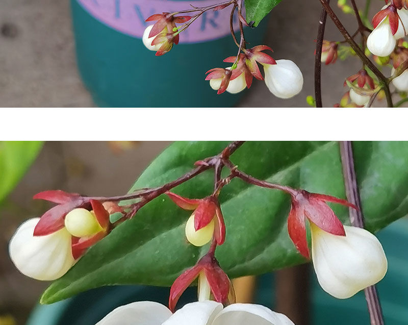 芊闕輕奢芊闕泰國垂絲茉莉花苗四季開花白蝴蝶稀有花卉盆栽綠植室內好