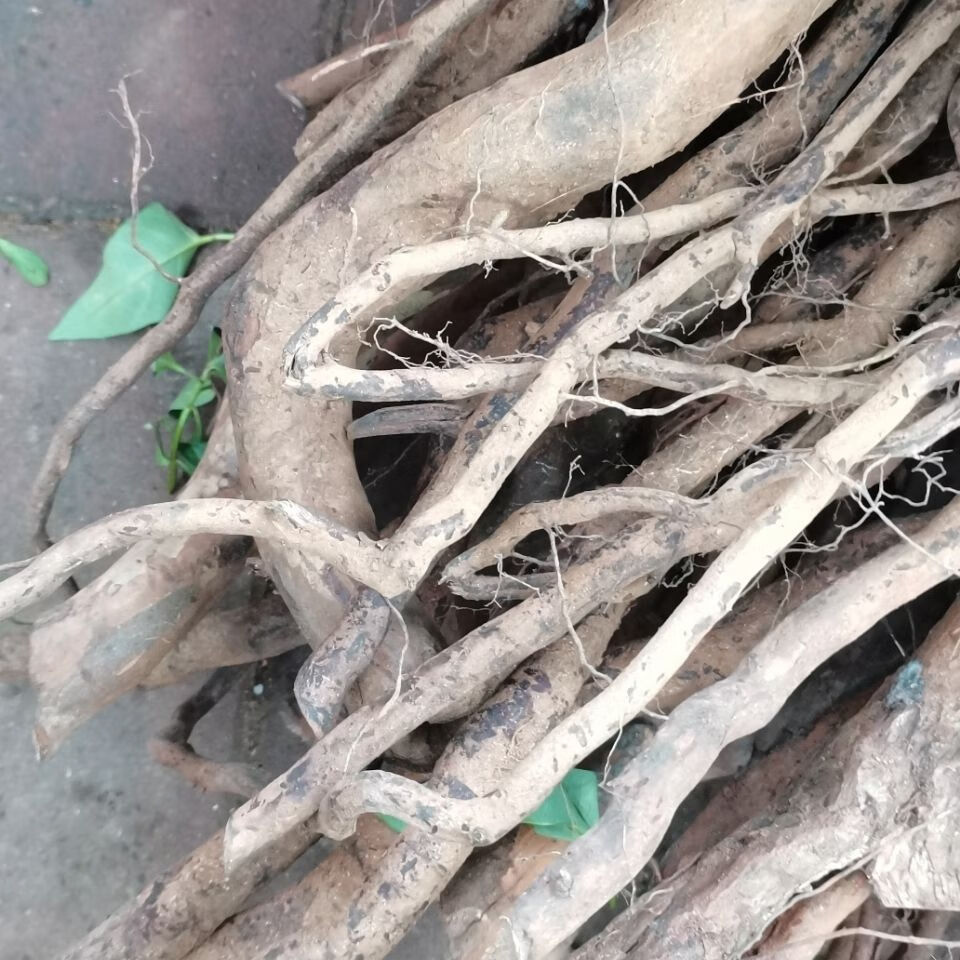 新鲜草药雀梅藤 簸箕藤 粪基行根 对节刺 刺冻绿 干品1斤【图片 价格
