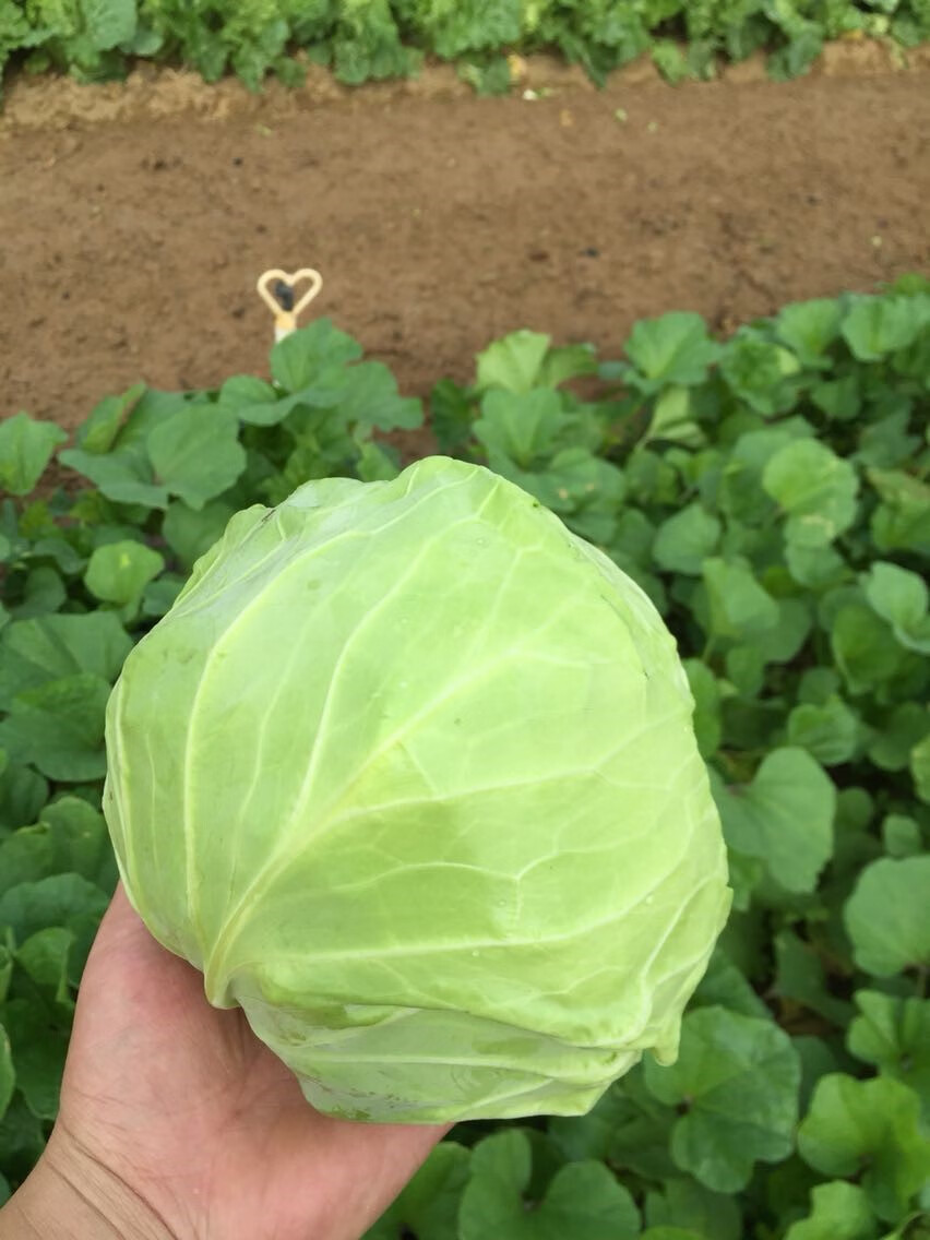 媚调深圳本地京包菜球菜农家种植新鲜蔬菜现摘发货50