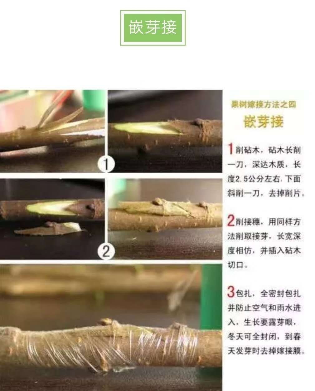 十件装嫁接绷带果树绿化苗嫁接专用塑料膜耐拉力油布条麦桑荷2516十件