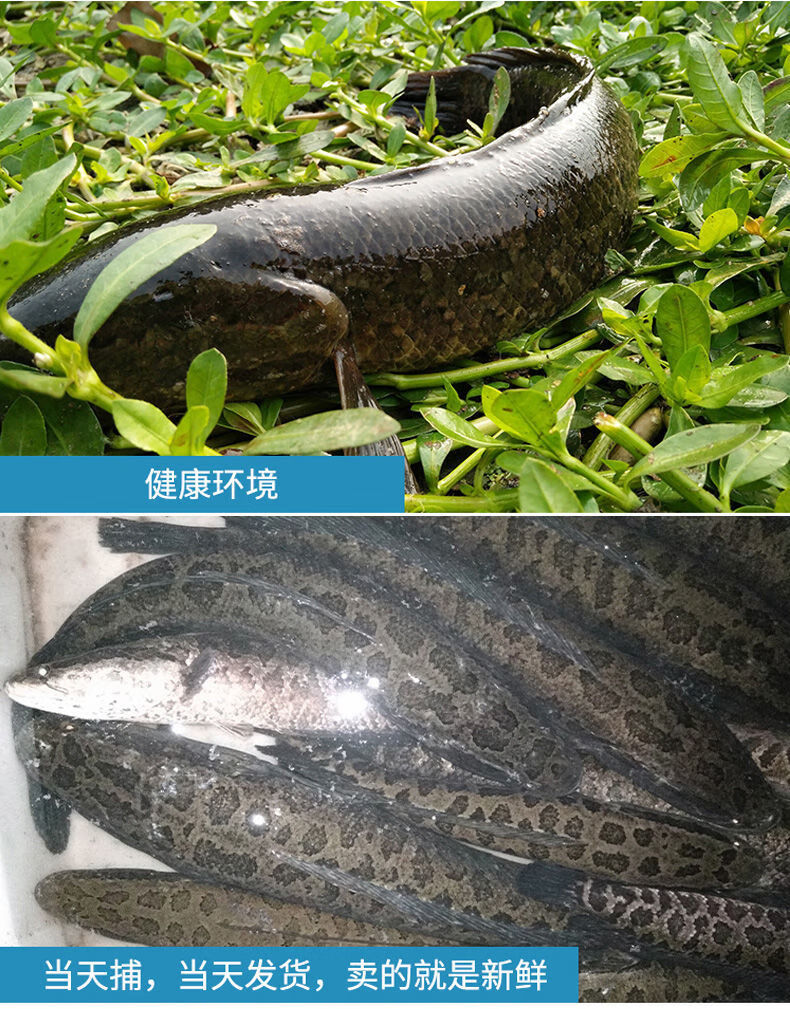 lism新鮮淨膛黑魚烏魚烏鱧斑鱧斑魚生魚術後滋補燉湯酸菜魚水煮魚片1