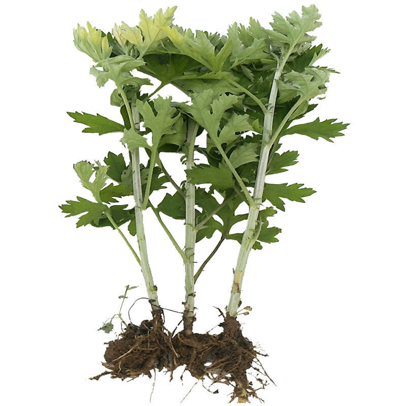 大叶艾草苗正宗野生根苗四季种植青团可食用盆栽洗澡驱蚊 -量大联系