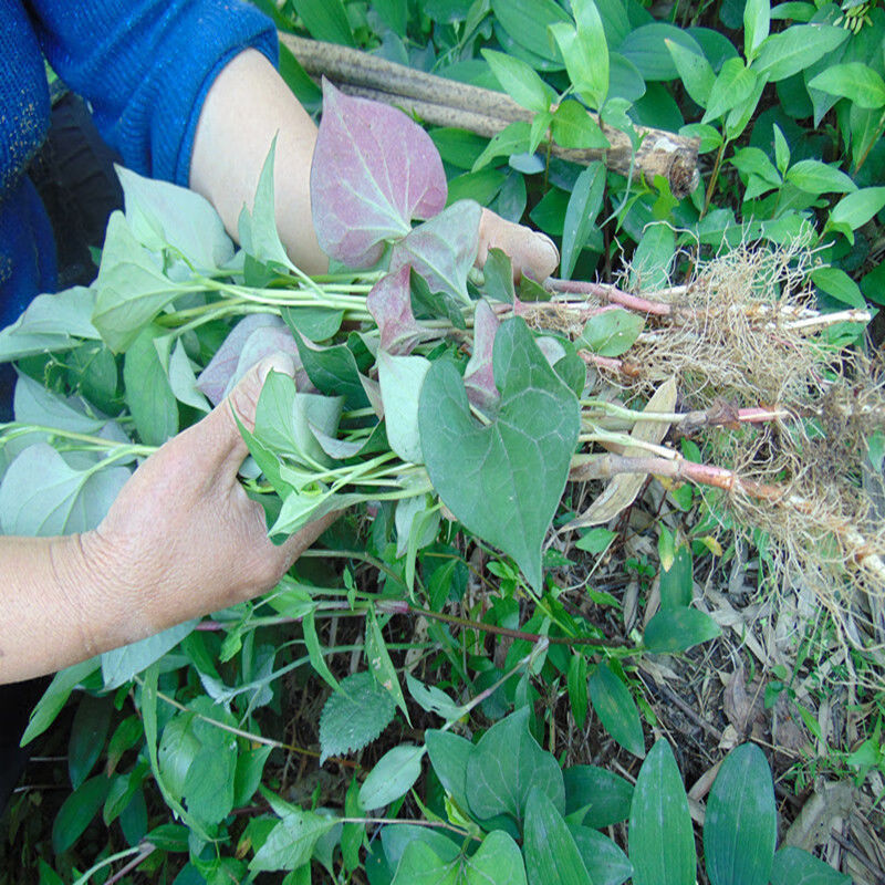 鱼腥草整颗干货2021年自晒无硫折耳根煮水泡水中草药 净重500克【整颗