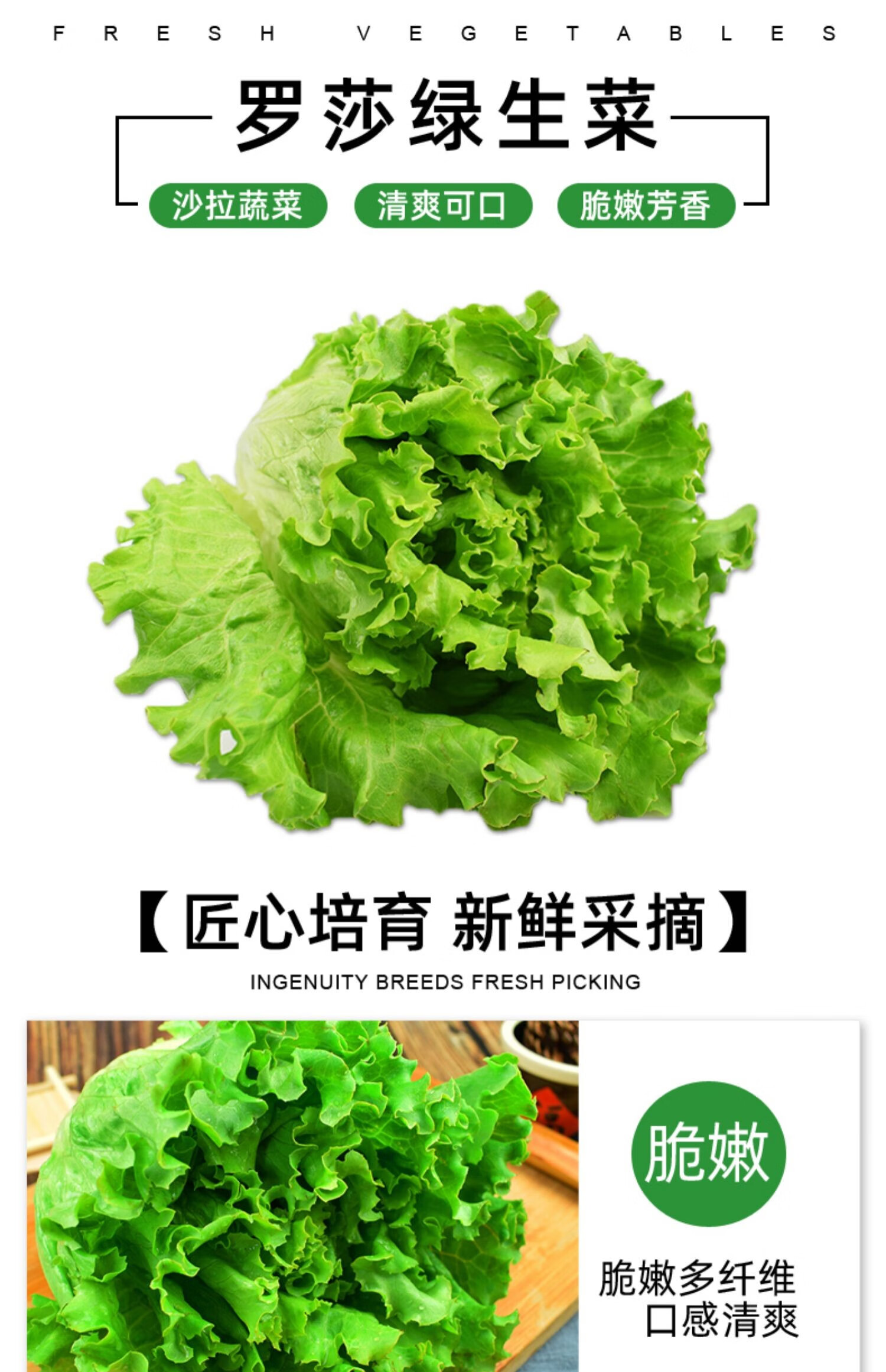 媚调新鲜罗莎绿2斤 绿叶生菜 花叶散叶生菜 西餐蔬菜沙拉食材配菜