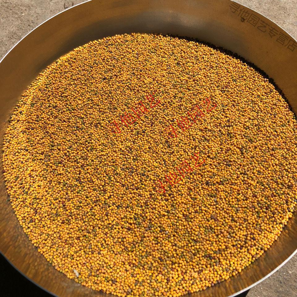 榨菜籽油腊菜籽 黄籽腊菜种子高出油率菜油香醇 观赏油菜高产散装 散