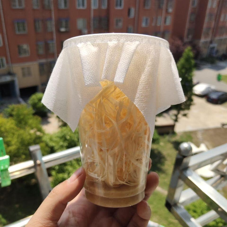 果蝇残翅大果蝇无翅小果螳螂蜘蛛果蝇杯活体现货残翅大果奶茶杯装2杯