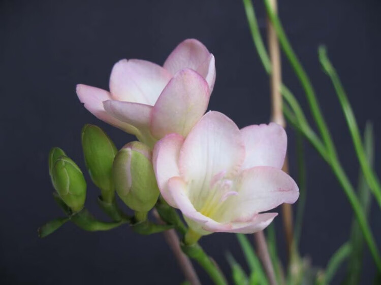 重瓣香雪蘭種球盆栽混色小蒼蘭種子家庭濃香型四季植物帶花香雪蘭12號