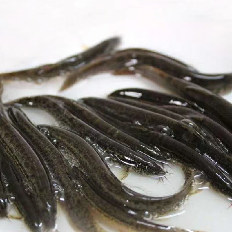 泥鳅 鲜活泥鳅鱼食用泥鳅青鳅营养现杀现发青封铭 活体发货 (大号每斤