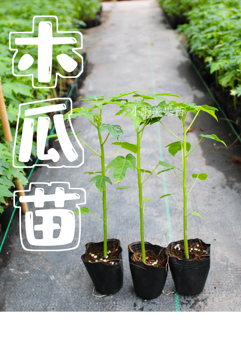 木瓜苗树苗大青红肉木瓜四季矮化红心水果木瓜南方种植矮化木瓜苗大白