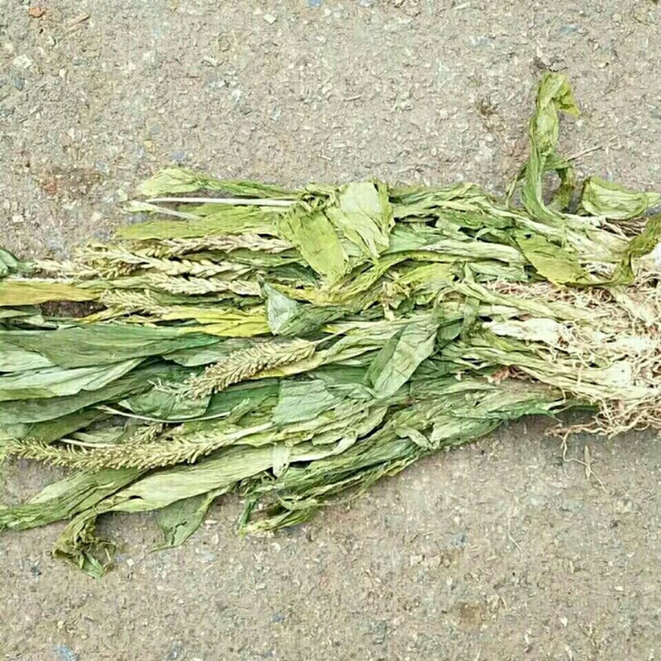 见血清野紫星羊耳蒜无硫走子草黑兰铁耙梳见血青立地好新鲜干货250克