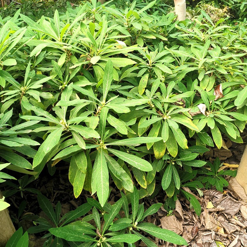 苗彩园艺 结香树花庭院植物结香苗结香花苗绿植结香大小苗金腰袋打结