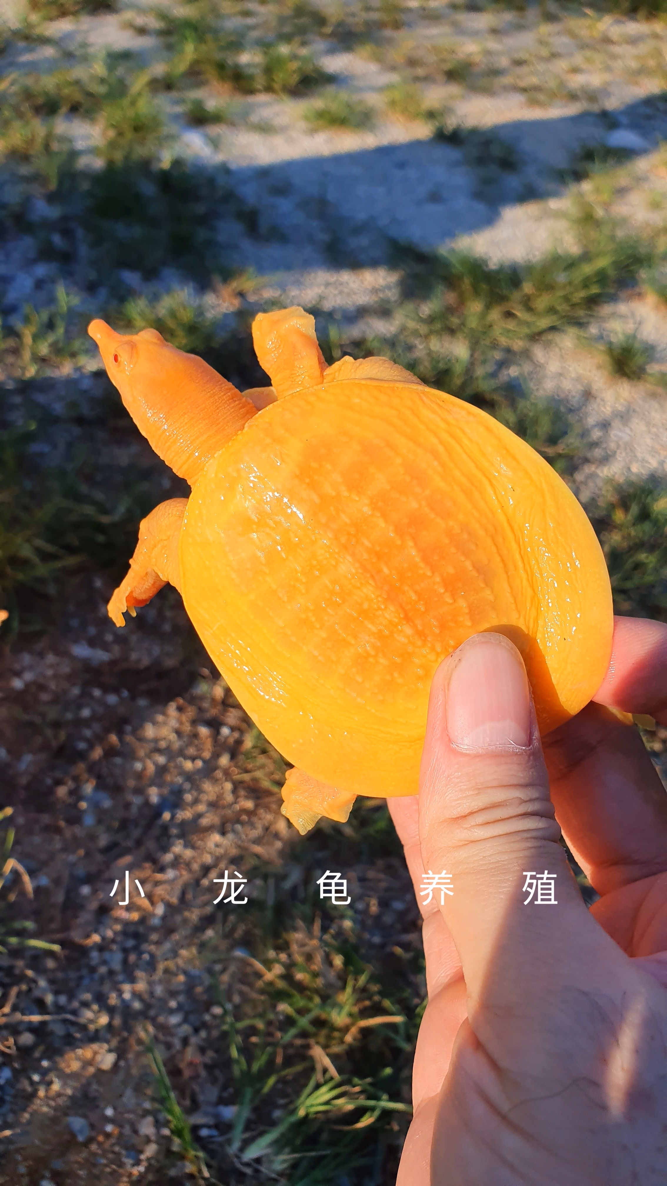 黄金鳖观赏鱼深水鳖黄化鳖变异宠物深水龟鳖红眼金身龟鳖黄金龟鳖