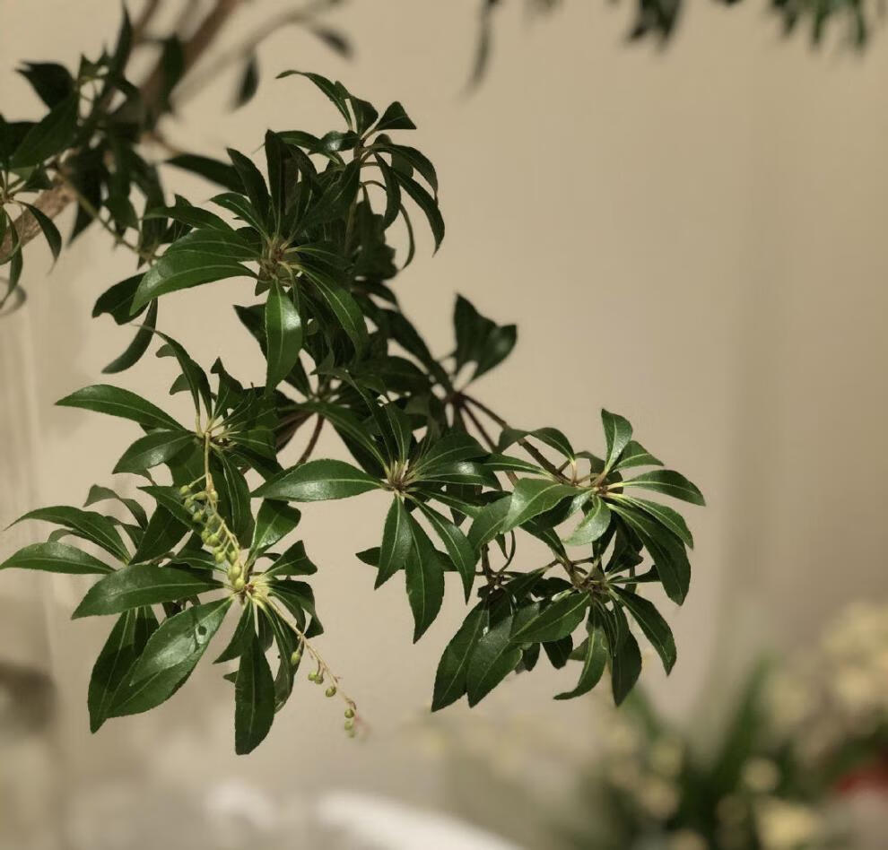 马醉木鲜切枝懒人水养易活居家室内客厅装饰绿植 精品80cm 小枝(多