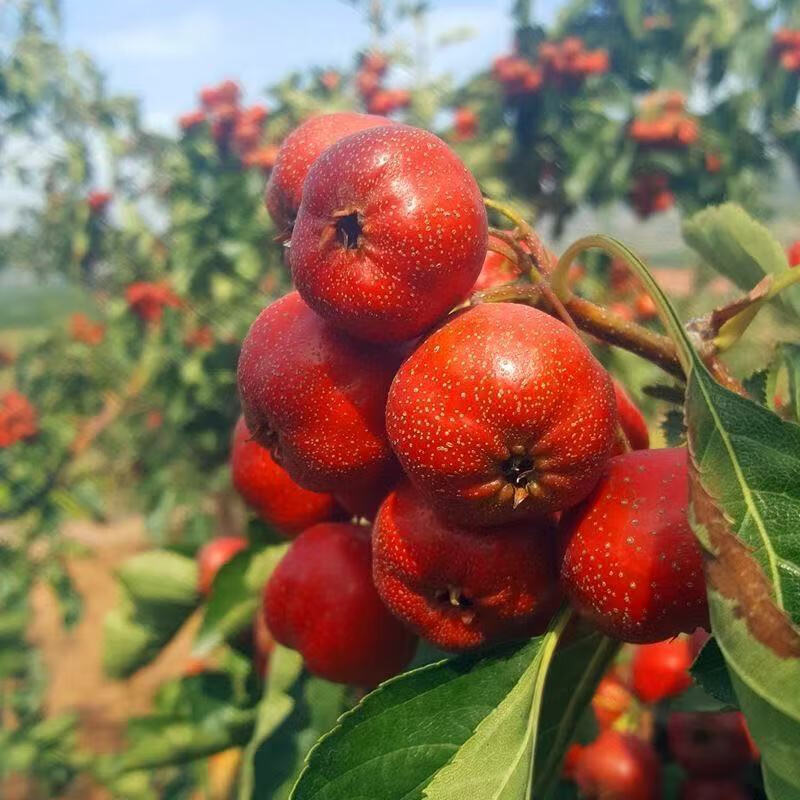山东山楂果新鲜农家种植自然成熟山里红果山红子棉球甜果 山里红1斤