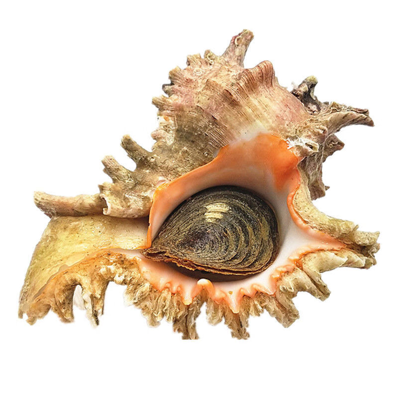 海捕千手螺批发鲜活速冻海螺刺螺超大老虎螺海鲜海产300克1315斤1只