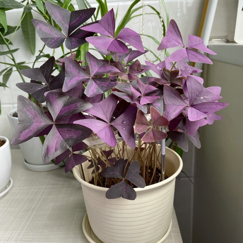 永赐(yongci)紫叶幸运草绿叶红花三叶草紫叶酢浆草种球紫叶榨浆草红叶