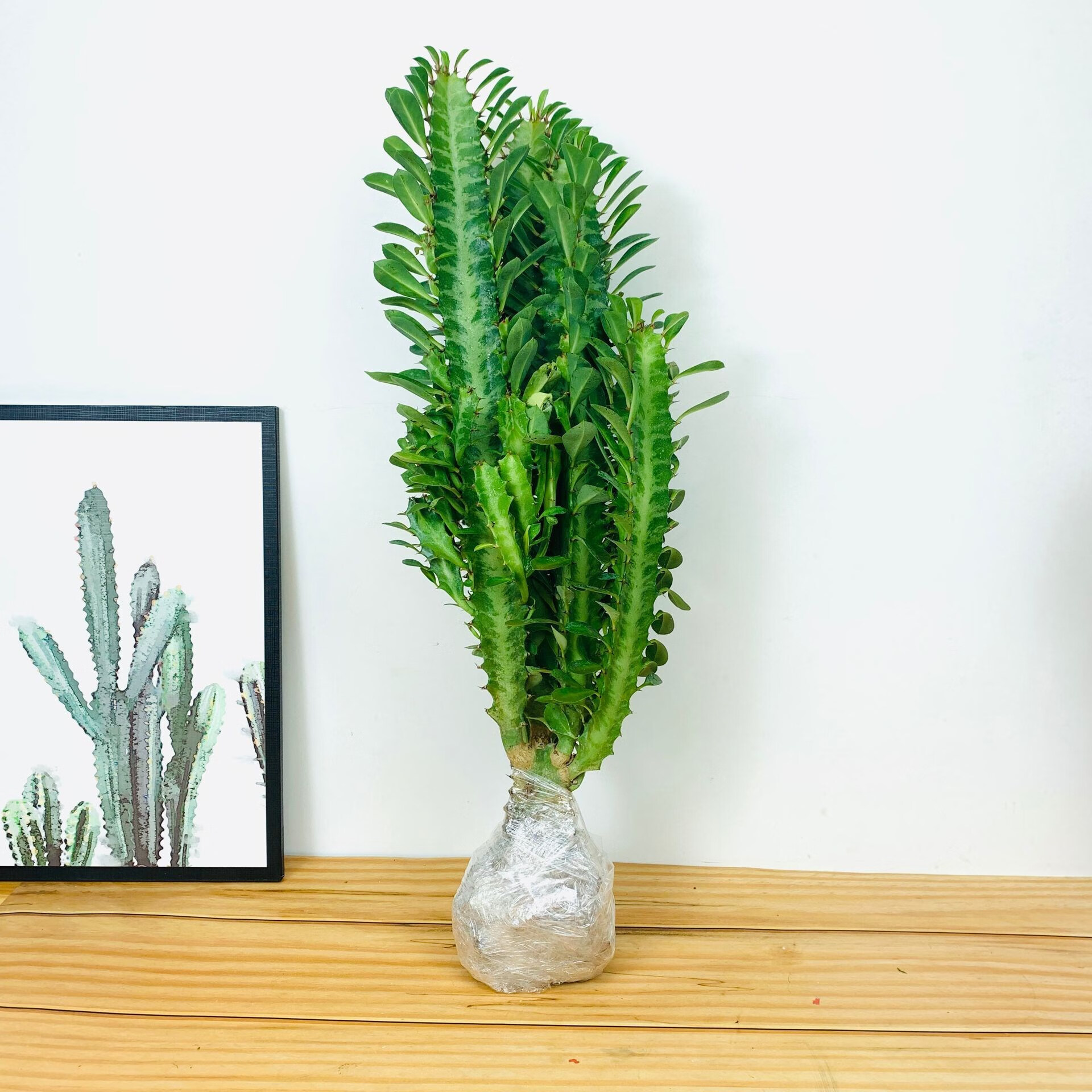 龙骨花室内客厅花卉绿植盆栽仙人掌柱植物办公室净化空气好养 红龙骨