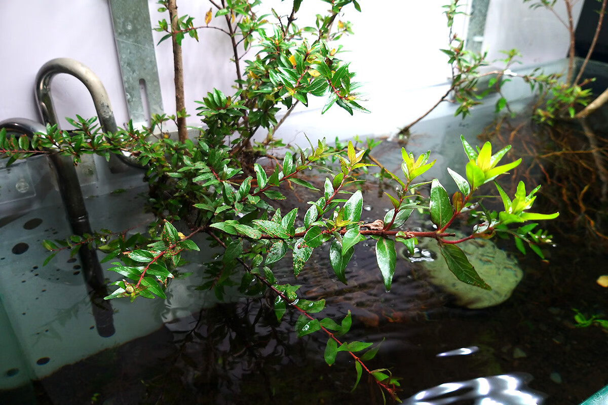 水楊梅魚缸造景水楊梅魚缸造景裝飾水草植物陰性綠植烏龜缸水族箱淨化