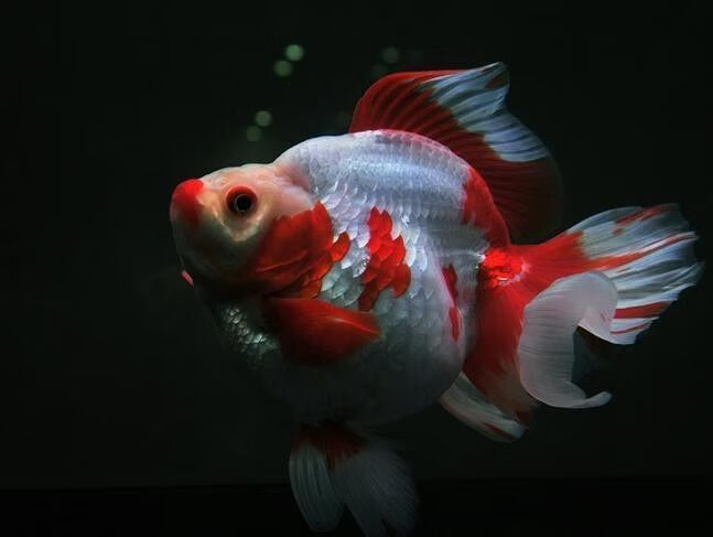 精品鎏金金鱼高背短尾活体淡水冷水观赏鱼宠物鱼水族红白好养耐活